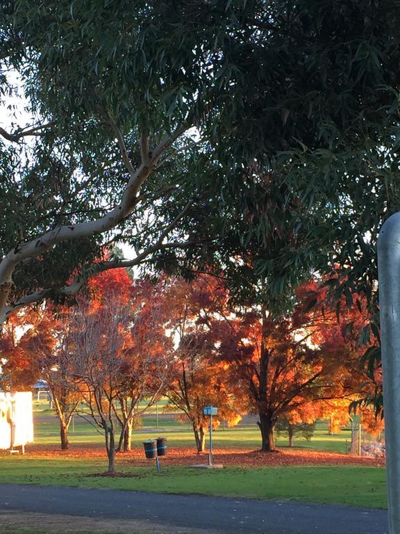 Junee Tourist Park Exterior foto